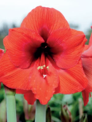 Sovereign amaryllis shop