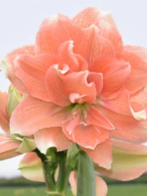 Tika Coral amaryllis shop