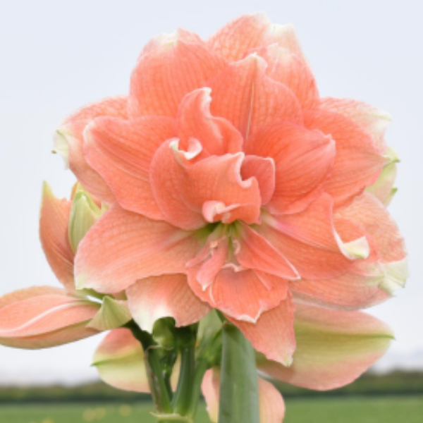 Tika Coral amaryllis shop