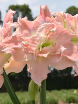 Tika Princess amaryllis shop