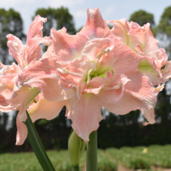 Bulbi Di Amaryllis - Per Giardino Fiorito, Facile Coltivazione, Decorazione Naturale