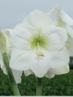 White Candle amaryllis shop