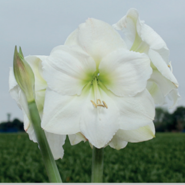 White Candle amaryllis shop