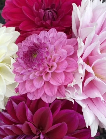foto dalie rosa chiaro viola e bianche