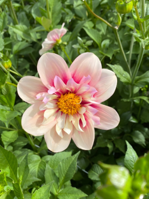 dalia a collaretto rosa salmone
