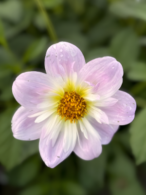 Dalia a collaretto rosa lilla