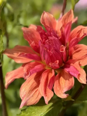Dalia Belle of barmera arancione e rosa