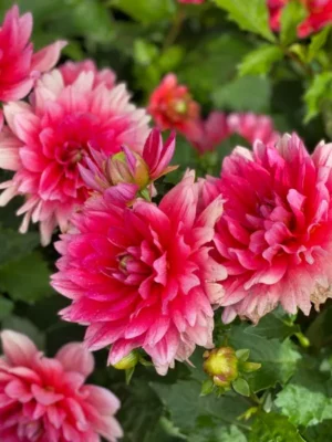 Dalia Berliner kleene rosa