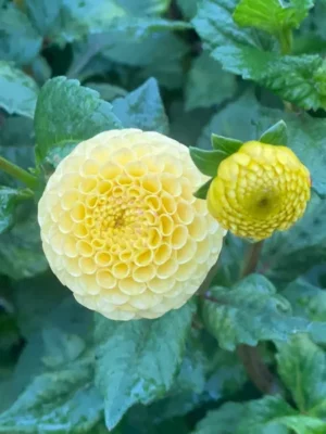 Dalia Buttercup gialla