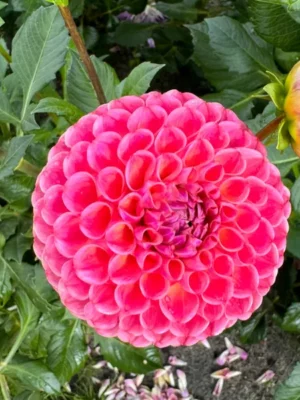 Dalia Caitlins joy rosa