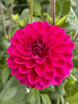 Dalia Candy Time rosa