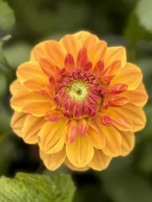 Dalia Caramel gialla e arancione