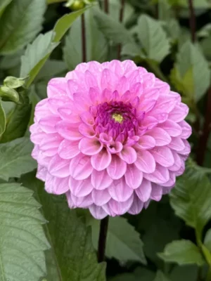 Dalia Chicago rosa