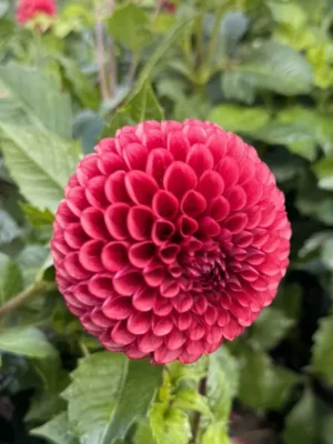 Dalia Copper boy rossa