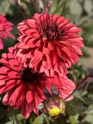 Dalia Danique rossa