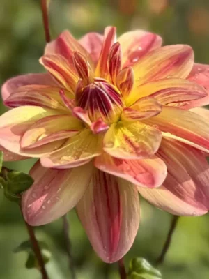 Dalia Happy Butterfly viola e gialla