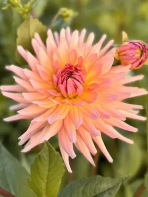Dalia Henriette arancione rosa gialla Il Giardino di Famiglia
