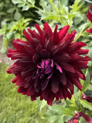 Dalia Holly Hill Black Beauty viola