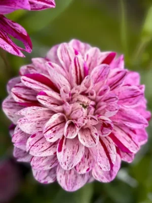 Dalia Ida Mae rosa e viola