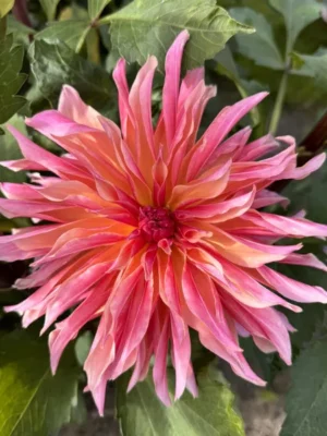 Dalia Labyrinth rosa gialla e arancione