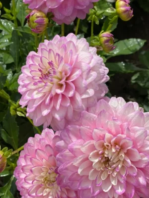 Dalia Melody Dixie rosa bianca e viola