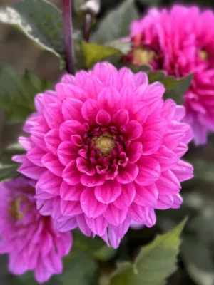 Dalia Melody Fanfare rosa