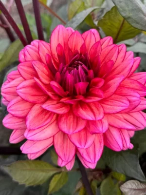 Dalia Molly Raven rosa e viola