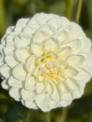 Dalia Opportunity bianca