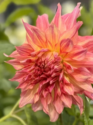 Dalia Penhill Watermelon con petali tondeggianti arancione e rosa