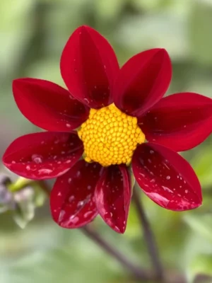 Dalia Red Emperor rossa e gialla