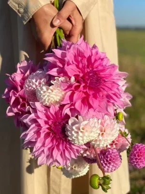 Lilla rose bouquet rosa il giardino di famiglia