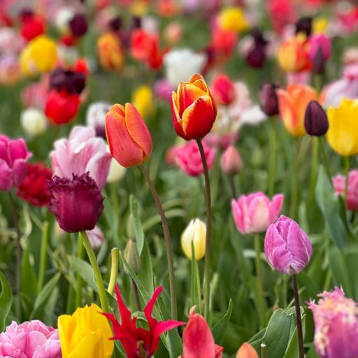Tulipani multicolori