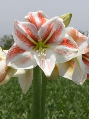 Amaryllis Toronto bianco e rosso