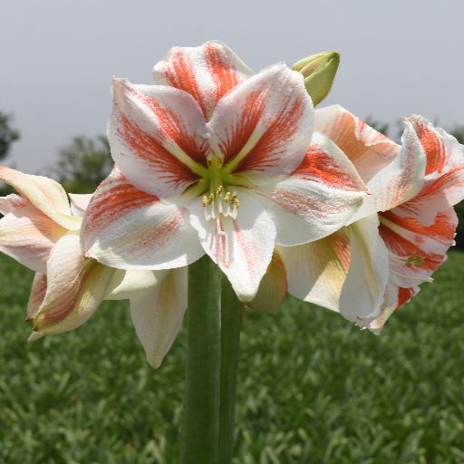 Amaryllis Toronto bianco e rosso