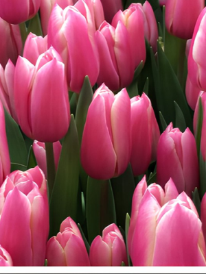 Tulipano Kadima Rosa