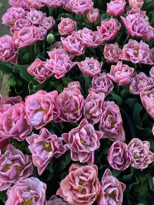 Tulipano Amazing Grace