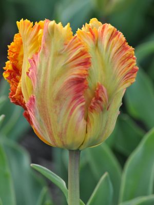 tulipano Arne quinze