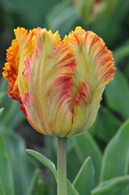 tulipano Arne quinze