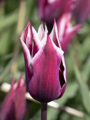 Tulipano Claudia, viola scuro