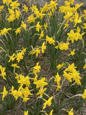 Golden carpet narcisi