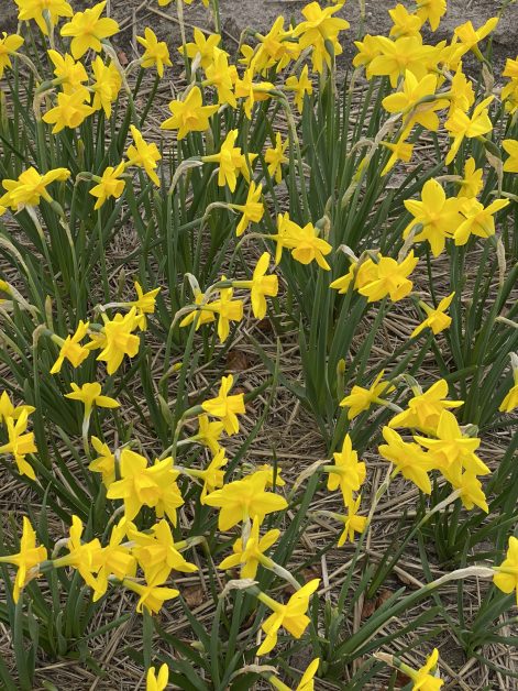 Golden carpet narcisi