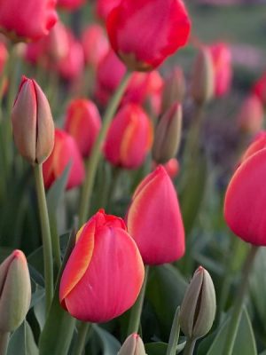 Tulipano Avignon