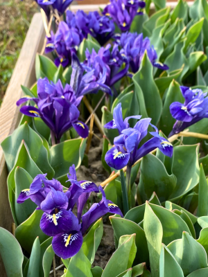 iris reticulata joyce blu