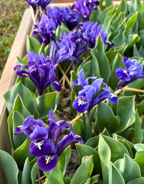 iris reticulata joyce blu