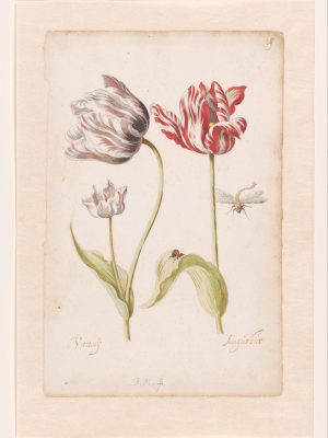Stampa a colori di due tulipani fiammati che ricordano i quadri di Rembrand