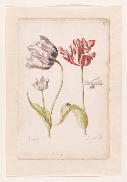 Stampa a colori di due tulipani fiammati che ricordano i quadri di Rembrand