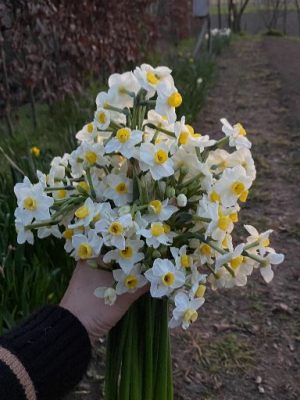 narciso avalanche