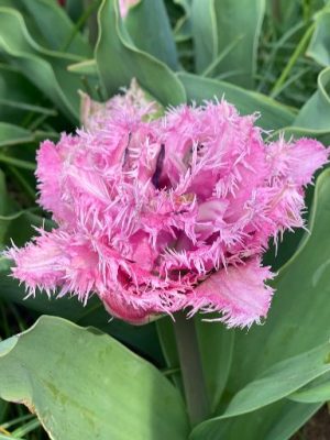 Tulipano rosa Cairns