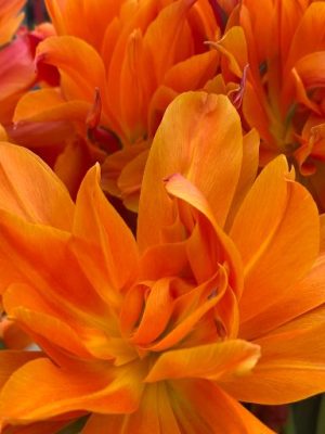 Tulipano arancione Campbell