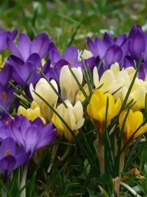 crocus mix giallo blu